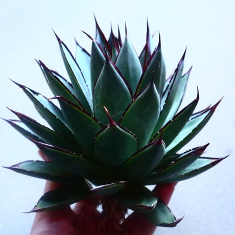 アガベ　ブルーグロー Agave 'Blue Glow'   no.20908