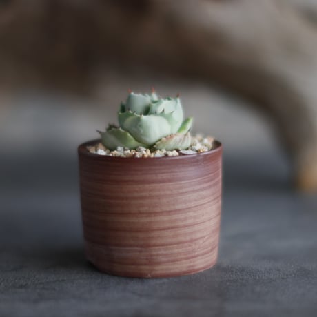 Agave potatorum 'Ouhi Raijin'  × 備前鉢2号 / BANKSIA WORKS  no.607-33