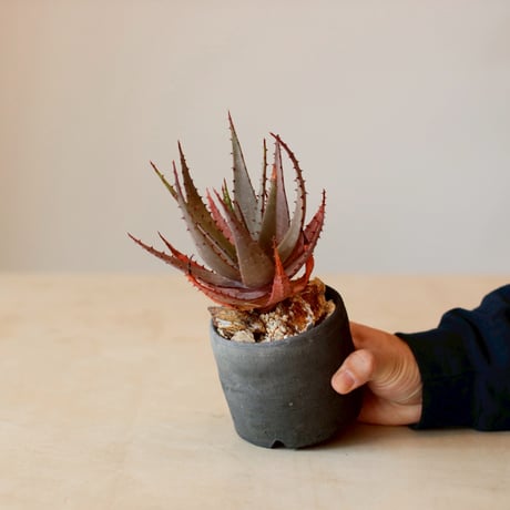 Aloe broomii  × ヤクモ (3.5号)  no.125/11