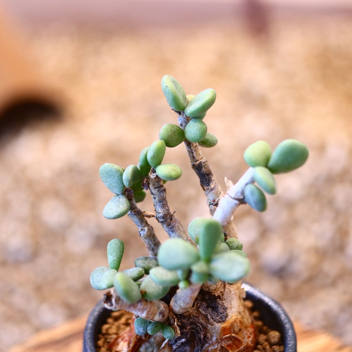 N/OH × Ceraria pygmaea no.61824 | 芽の巣山