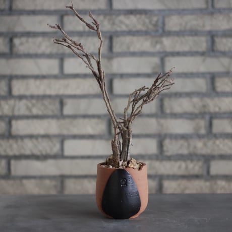 Euphorbia platyclada × N/OH (3号)  no.510/52