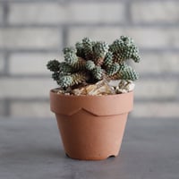 Euphorbia clavarioides × YAMABACHI (3号) no.607/19