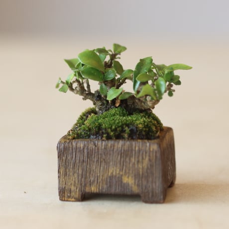 真柏10本セット初心者向け 真柏10本セット初心者向け