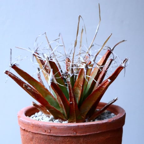 レウクテンベルギア  晃山    Leuchtenbergia principis  no.20347