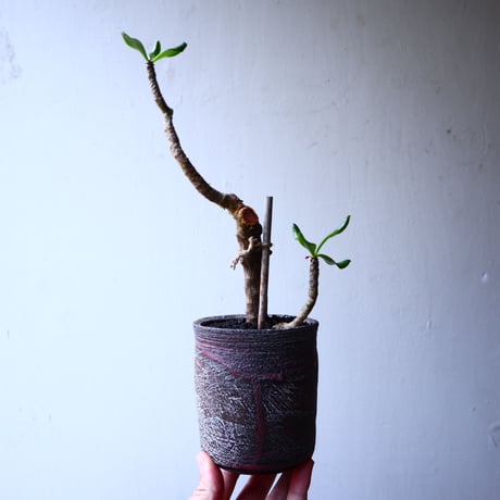 チレコドン    パニクラータ   阿房宮  挿木  Tylecodon paniculatum  no.22316