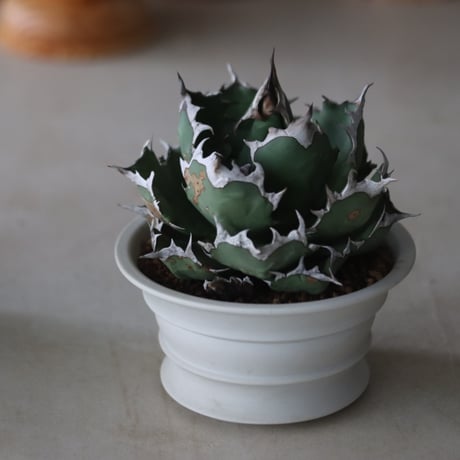 Agave titanota 姫厳竜 × たけろうポット  no.714/54