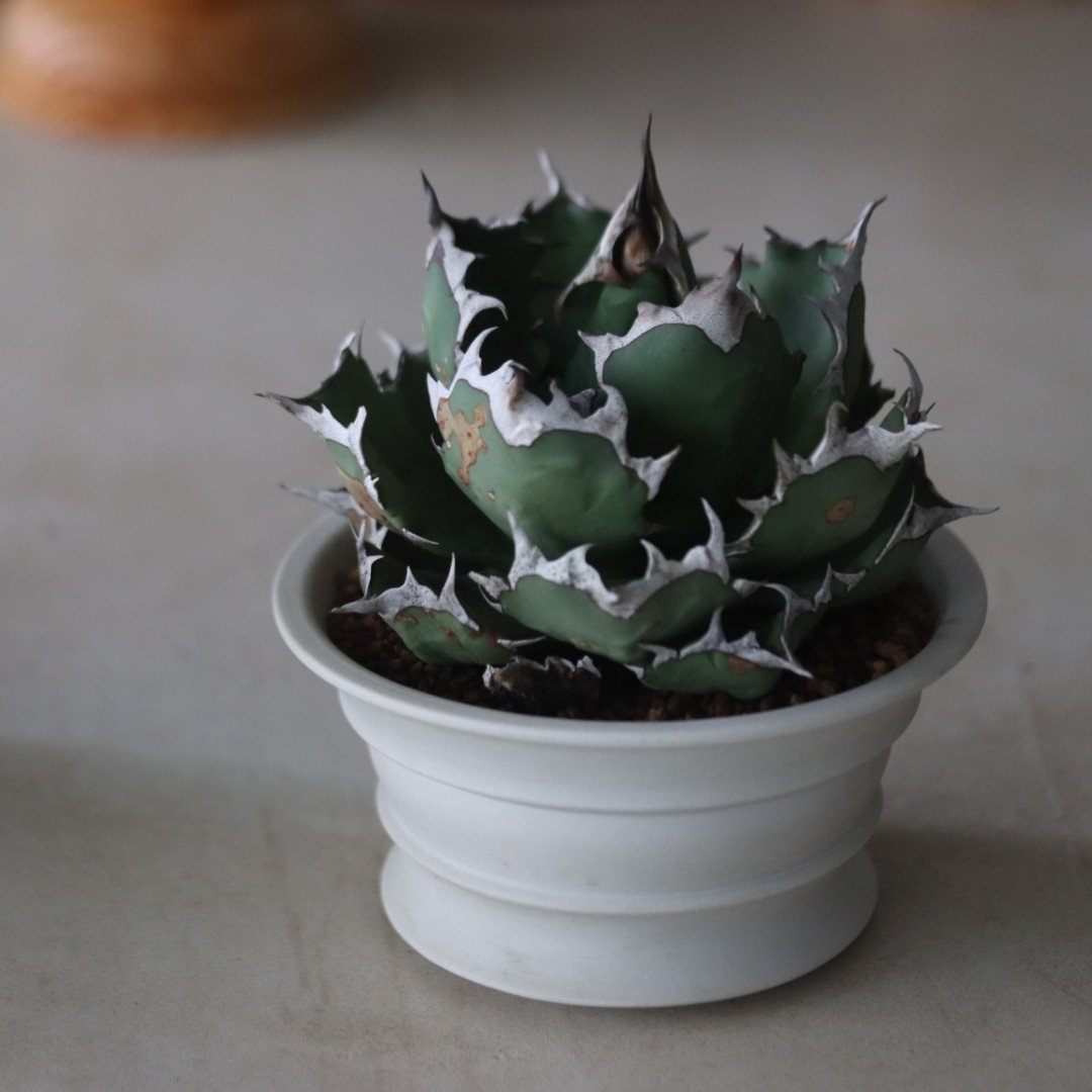 Agave titanota 姫厳竜 × たけろうポット no.714/54 | 芽の巣山