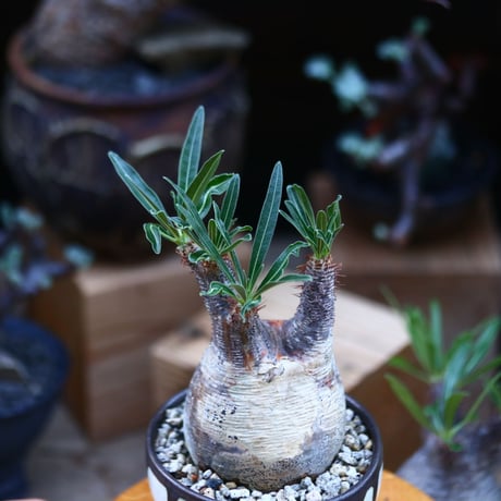 パキポディウム  グラキリス／Pachypodium  gracilius       no.92643