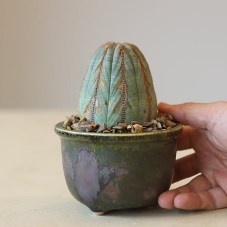 Euphorbia obesa × ラン鉢    no.221-15