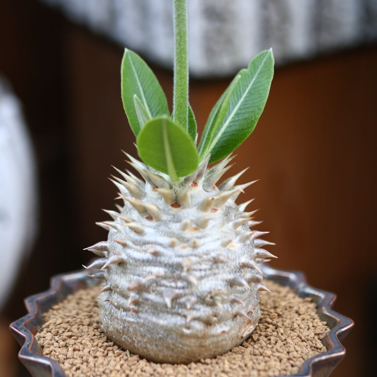 パキポディウム 恵比寿大黒 / Pachypodium Densicaule no.