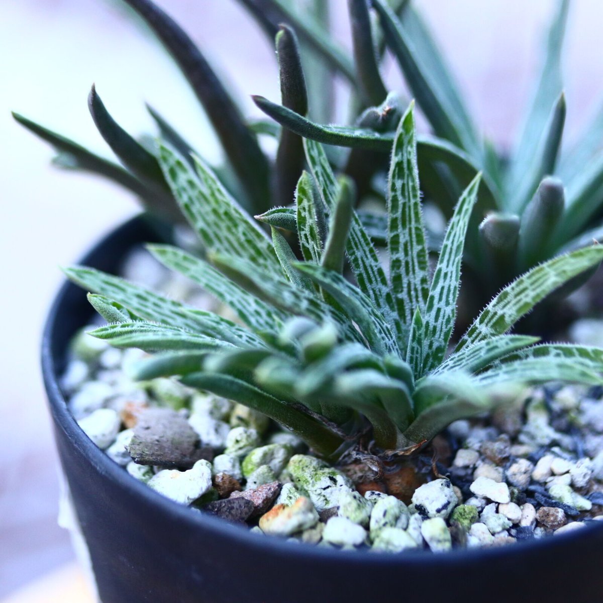 ブルビネ bulbine vitrea 親株 ブルビネ ウィエセイ Bulbine wiesei no.120655 | 芽の巣山