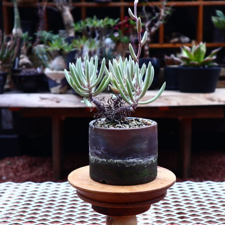 ダドレア オルクッティ／Dudleya attenuata ssp. orcutii    no.50232