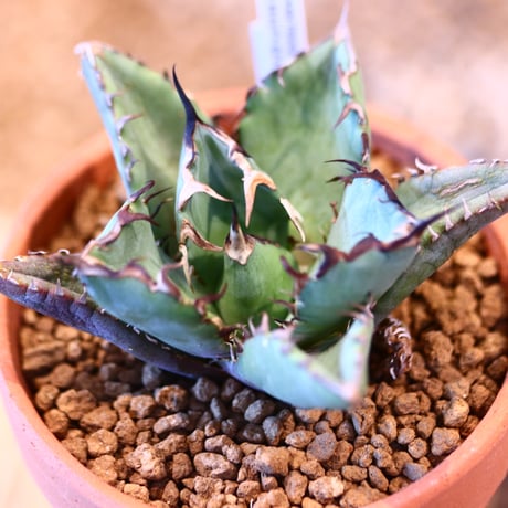 Agave titanota black Whale × YAMABACHI   no.123172