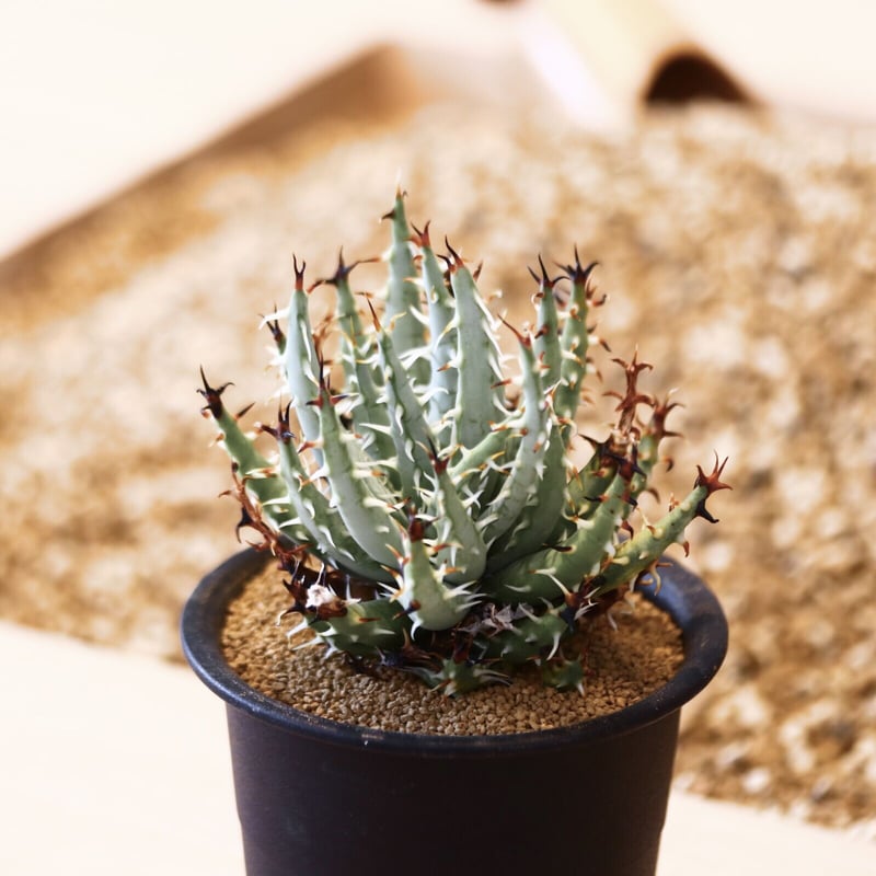 アロエ　エリナケア　メラナカンサ　幹立ち アロエ・メラナカンサ エリナケア Aloe melanacantha ssp./var