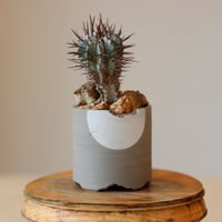 たけろうポット 大鉢 / 壺 / シロサビ no.1226-02 | 芽の巣山