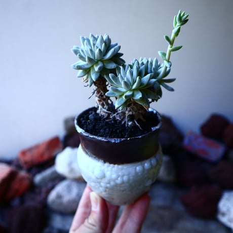 ダドレア グリーニー Dudleya greenei  no.32223