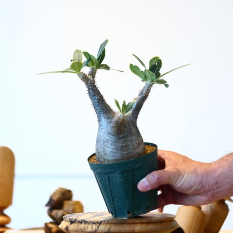 パキポディウム  グラキリス / Pachypodium  gracilius   no.52802