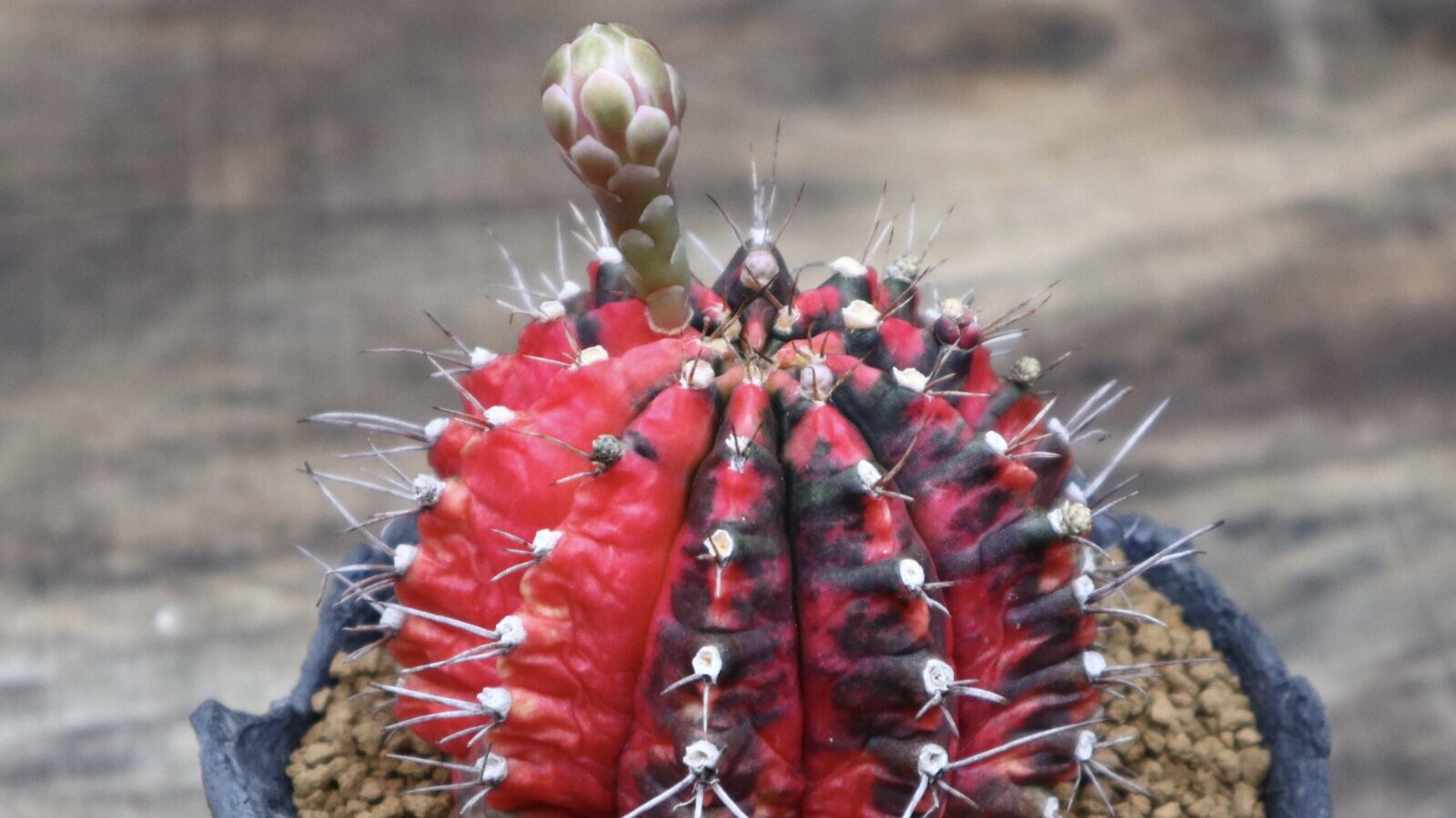ギムノカリキウム 緋牡丹錦(自根)／Gymnocalycium friedrichii f.