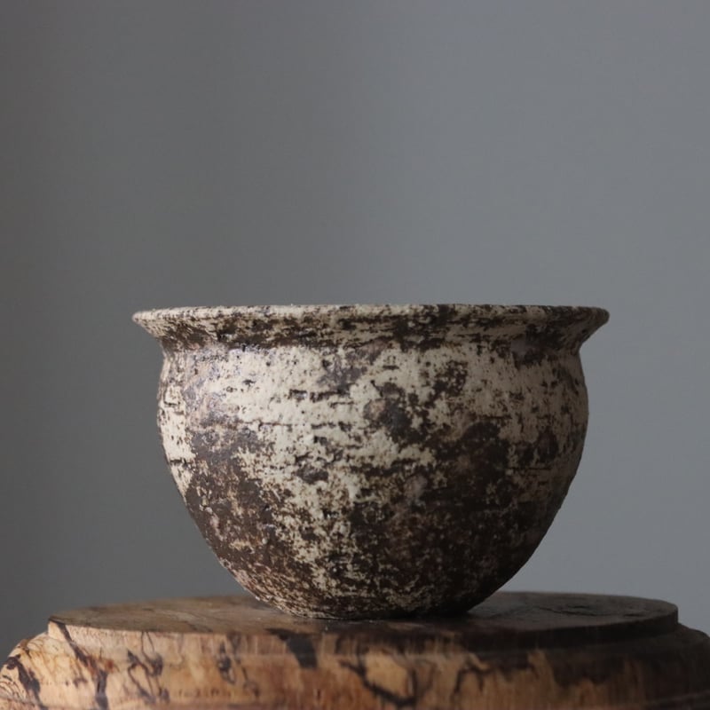【SALE】 / シロサビ / ツボ / たけろうポット M 芽の巣山 | no.811/10 塊根植物・コーデックス