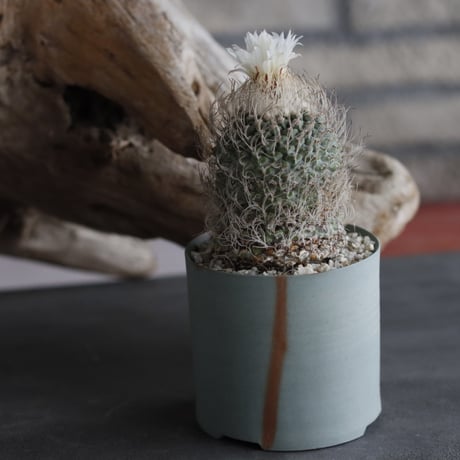 Strombocactus disciformis × 備前鉢3号 / snp plants  no.607-45