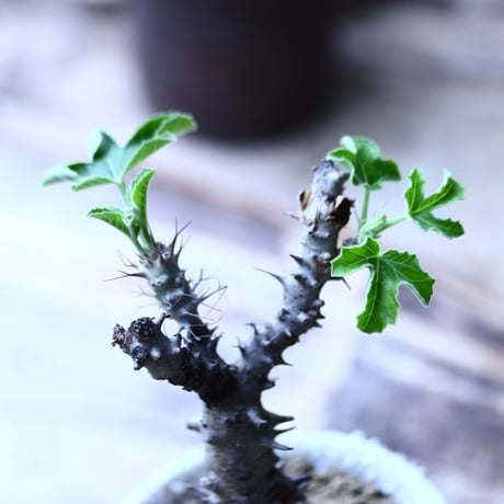 ヤトロファ フィッシスピナ  Jatropha fissispina    no.90624
