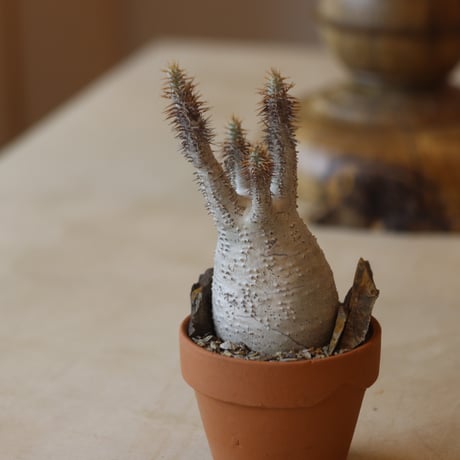 Pachypodium gracilius × YAMABACHI    no.112-46