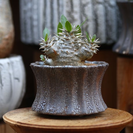 パキポディウム  恵比寿大黒 / Pachypodium  Densicaule    no.31908