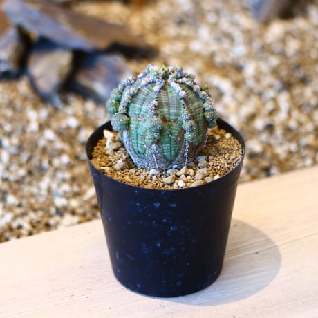 ユーフォルビア  仔吹きシンメトリカ / Euphorbia  symmetrica   no.50706