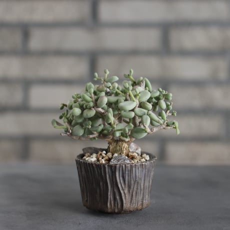 Ceraria pygmaea × takero pot (3号)  no.419/106