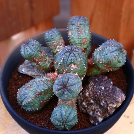 ユーフォルビア  オベサ hyb.／Euphorbia obesa hyb.   no.60525