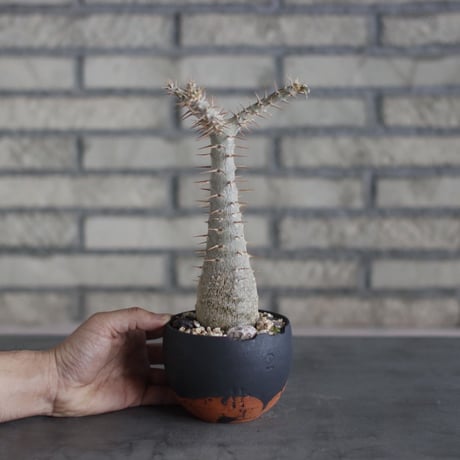 Pachypodium rosulatum ssp. cactipes × N/OH (3.5号)  no.510/16