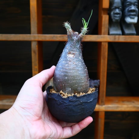 パキポディウム  グラキリス／Pachypodium  gracilius       no.60563