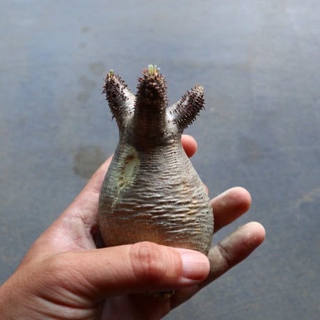 パキポディウム グラキリス 抜苗  Pachypodium rosulatum var. gracilius no.92932