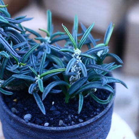 ユーフォルビア キリンドフォリア／Euphorbia cylindrifolia   no.103143