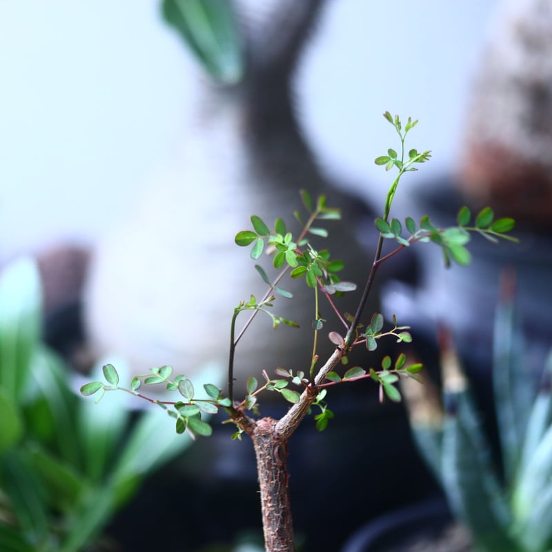 【現品】デロニクス・デカリー　Delonix decaryi　10号　４T番 デロニクス デカリー Delonix Decaryi no.61434 | 芽の巣山