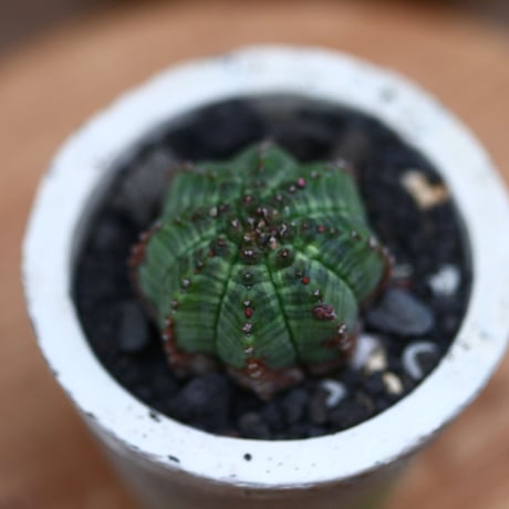 ユーフォルビア  オベサ hyb. ／Euphorbia obesa  hyb.    no.102421