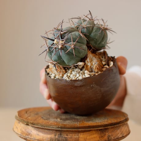 Echinocactus horizonthalonius / 黒刺雷帝 × takero pot (3.5号)  no.118/24