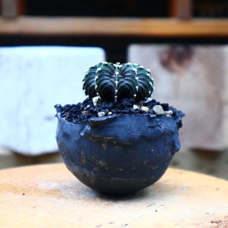 ギムノカリキウム   フィードリッフィーLB2178  Gymnocalycium friedrichii    no.72531