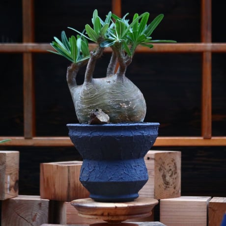 パキポディウム  グラキリス ／Pachypodium  gracilius     no.102478