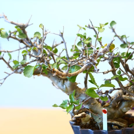 Commiphora wightii × soso   no.100855