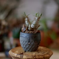 N/OH【澪標-芽の巣山別注】山ノ月ブラック+ moon / S no.717/200