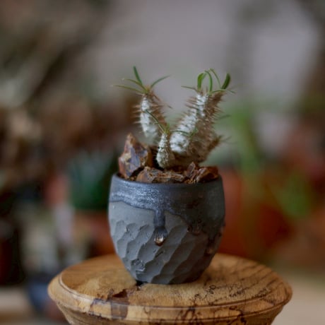 CATEGORY 実生株 | 芽の巣山