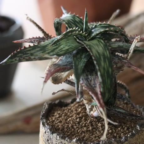 Aloe somaliensis × Kaori Ono / humanity pot   no.63028