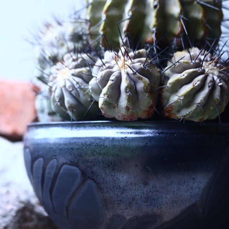 コピアポア 黒王丸 Copiapoa cinerea no.42695 | 芽の巣山 コピアポア 黒王丸 Copiapoa cinerea no.42695 | 芽の巣山