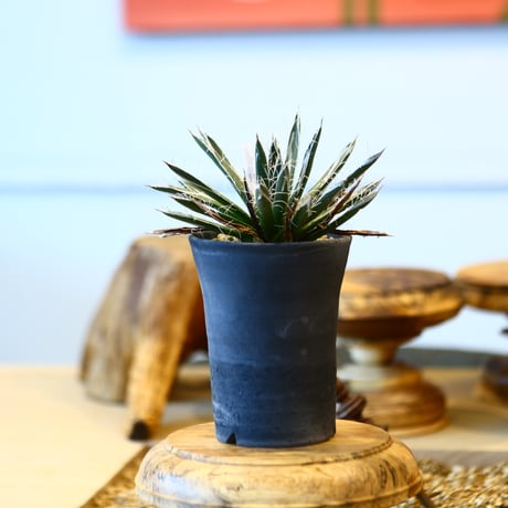 Agave victoriae reginae  × ヤクモ   no.31038