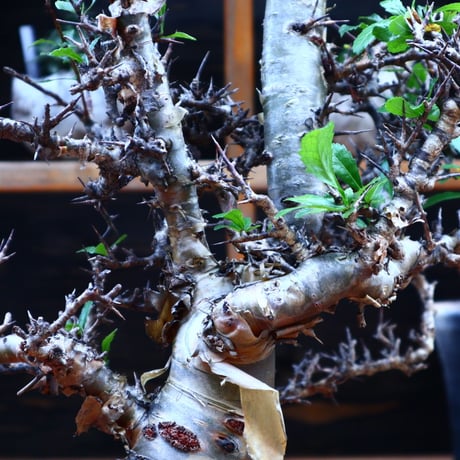 コミフォラ クア ／Commiphora kua    no.72548