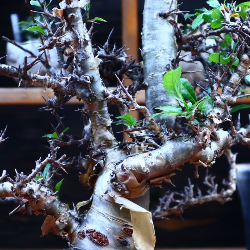 コミフォラ　クア 3/26輸入 C052 コミフォラ クア/Commiphora Kua/現地株/未発根