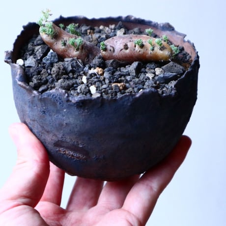 サルコカウロン  ムルチフィズム  Sarcocaulon multifidum  no.20327