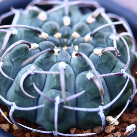 ギムノカリキウム   バッテリー   Gymnocalycium vatteri   no120605