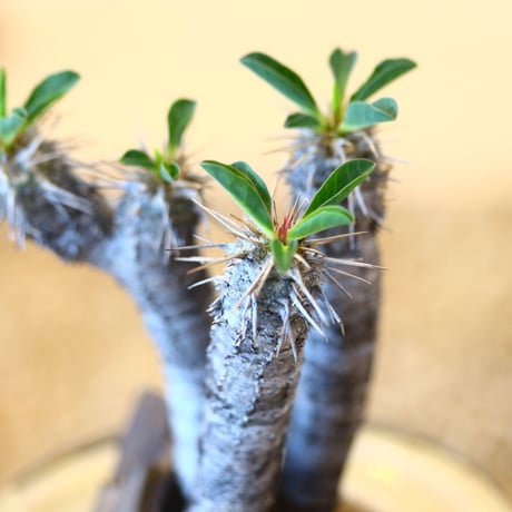 Euphorbia guillauminiana × Mie Maeda    no.90309